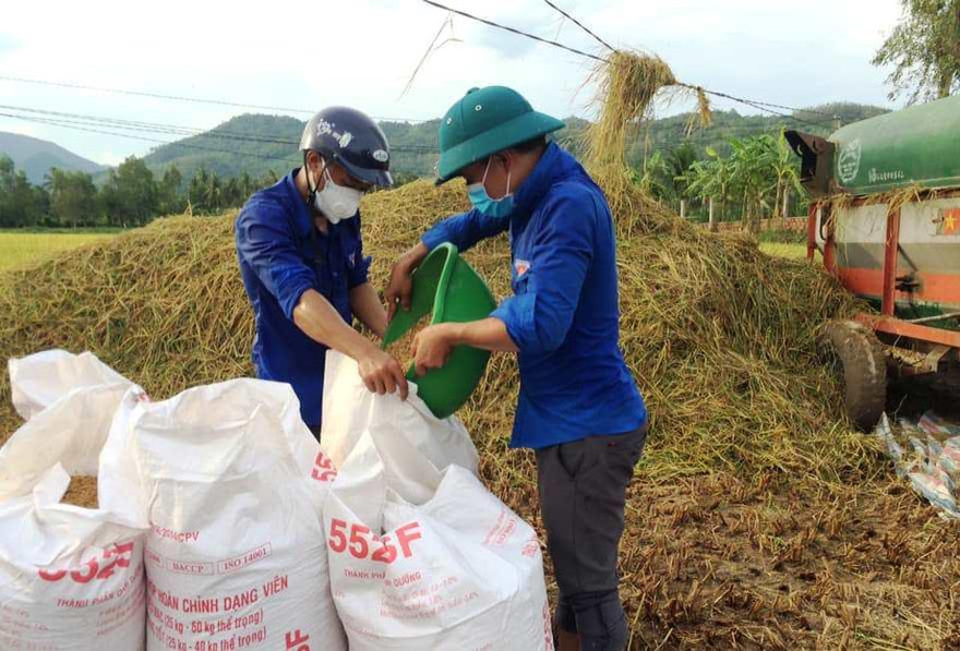 Tuổi trẻ Bình Định ra đồng gặt lúa giúp người dân vùng giãn cách.