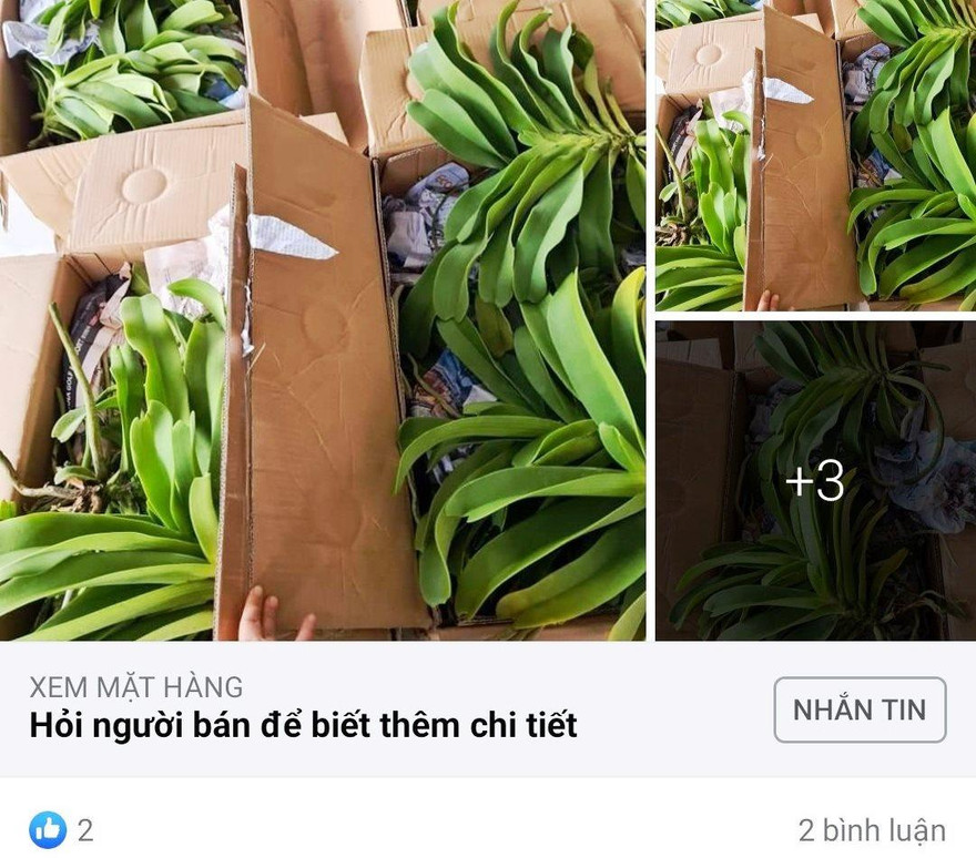 Mua bán lan trên các trang mạng xã hội. Ảnh minh họa