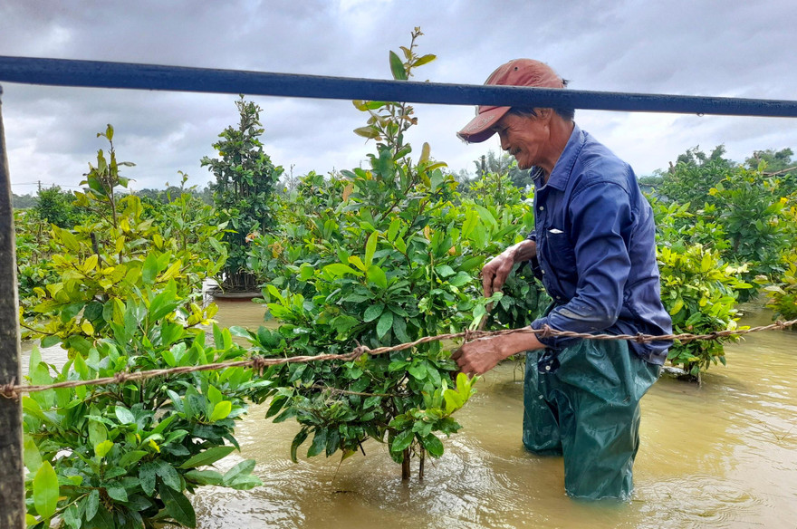 Những chậu mai cảnh bị ngập trong nước lũ. Ảnh: Trương Định