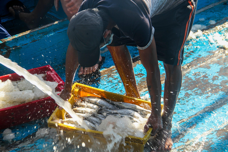 Ngư dân trúng lớn mẻ cá ngừ sọc dưa. Ảnh: Trương Định