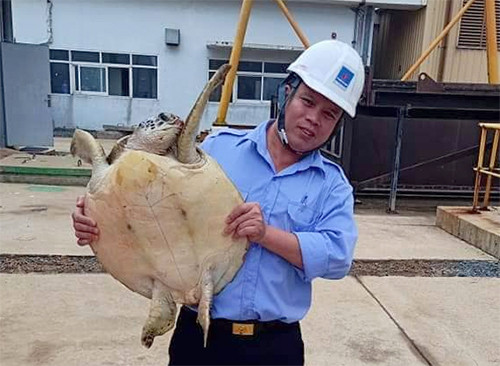 Cán bộ nhà máy Nhiệt điện Vũng Áng đưa đồi mồi đi thả về biển. Ảnh: Đ.H