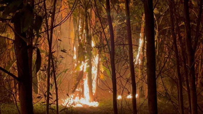 Đám cháy lá cây từ phía dưới và lan rộng tại các hàng cây dải phân cách giữa của Đại lộ Thăng Long