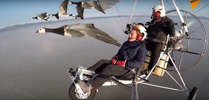 Bay lượn trên bầu trời cùng những đàn chim