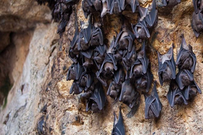 Hang dơi bí mật có thể hé lộ nguồn gốc Covid-19