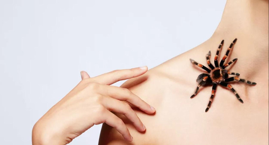 Thuốc từ nọc nhện độc có thể cứu người bị nhồi máu cơ tim 'thoát' tử vong