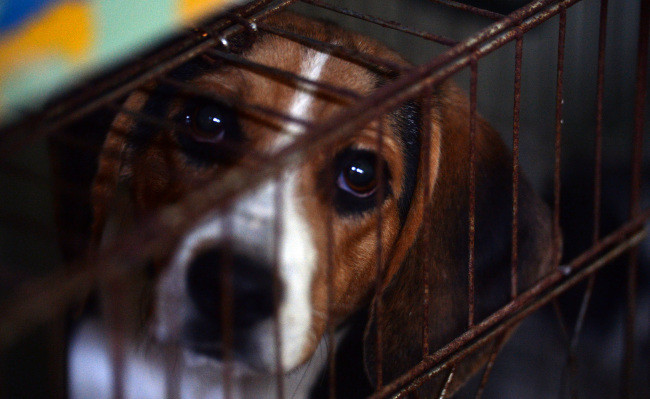 Một chú chó bị nhốt tại Hàn Quốc. Ảnh minh họa: Herald DB