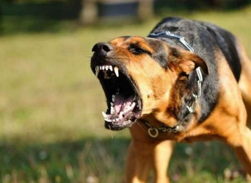 Bé trai bị chó cắn nham nhở, khâu gần 70 mũi