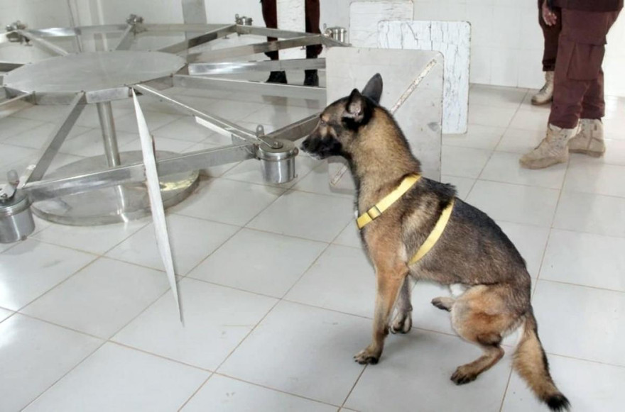Một con chó nghiệp vụ Campuchia đang được huấn luyện đánh hơi phát hiện bệnh nhân Covid-19. Ảnh: Facebook ông Heng Ratana