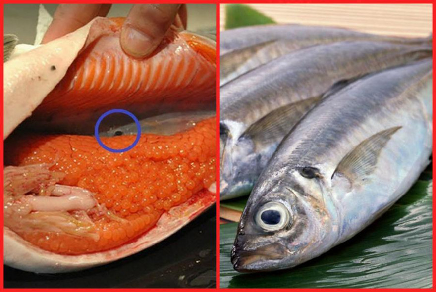 Những bộ phận của cá chứa đầy vi khuẩn, cố tình ăn có thể gây ung thư