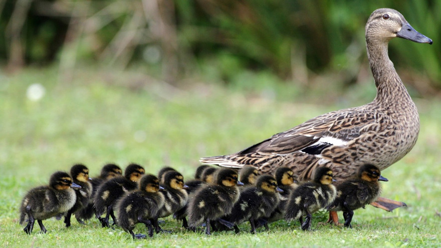 Tài xế vướng vòng lao lý vì cố tình đi qua đàn vịt