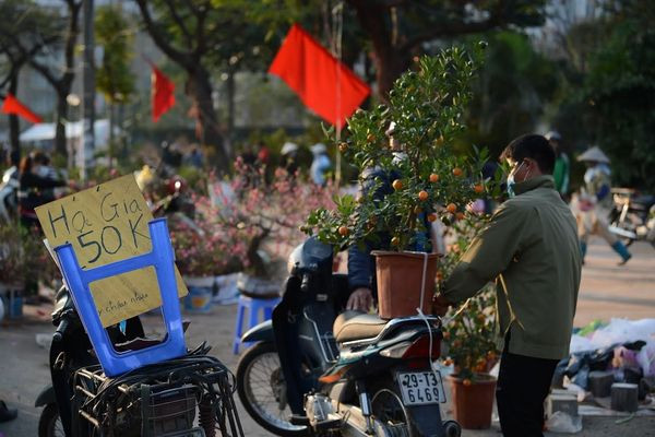 Chiều 30 Tết, đào rừng dán tem thành củi khô, quất bán 'đại hạ giá'