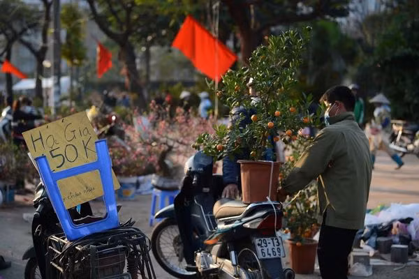 Chiều 30 Tết, đào rừng dán tem thành củi khô, quất bán 'đại hạ giá'