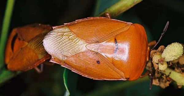 Ảnh minh họa: Internet