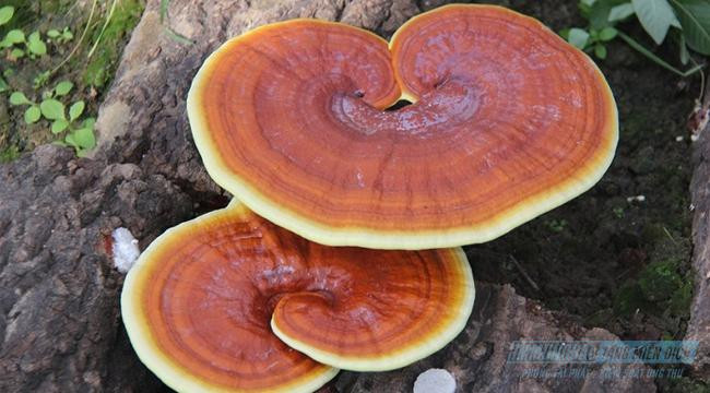 Mất tiền triệu mua nấm linh chi nhưng nếu dùng sai cách tác hại khó lường