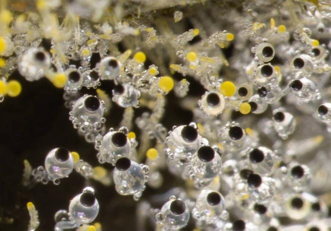 Chiêm ngưỡng những loại nấm 'ảo ma' nhất hệ mặt trời