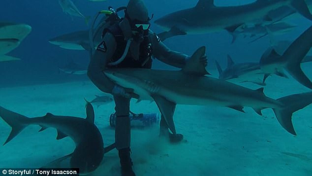 1001 thắc mắc: Cá mập đẻ trứng hay đẻ con?