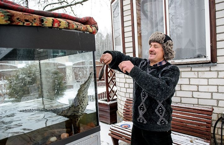 Bố của Denis là người thường xuyên chăm sóc chú cá sấu Gena.