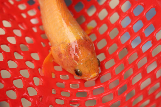 Con cá rô đồng có màu vàng và cái đầu đỏ lạ mắt - ảnh Ng. Ngọc 