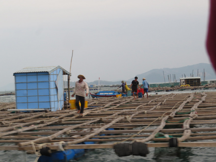Hàng chục ngàn người nuôi tôm cá ở Phú Yên pải rời lồng bè trước buổi trưa nay ngày 10/11 - ảnh Văn Tài 
