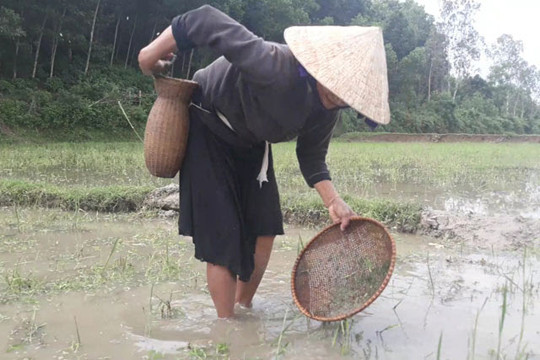 Dụng cụ bắt nòng nọc chủ yếu chỉ là rổ và một cái đụt tre đeo bên hông. Ảnh Nguyễn Ngọc.