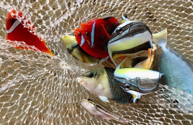 Anh Hậu đặt hàng các thợ lặn trong vùng đi “săn” các loại cá kiểng độc, lạ mắt ngoài khơi, dưới độ sâu từ 10-20m. Ảnh Nguyễn Ngọc