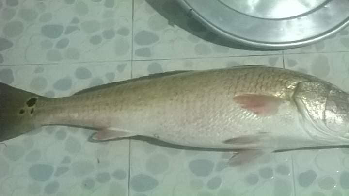 Bắt được cá nghi sủ vàng nặng 4,5 kg ở Bình Định