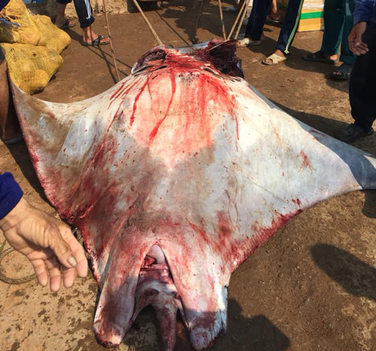 Ngư dân Lý Sơn bắt được cá đuối 'khủng' nặng nửa tấn 