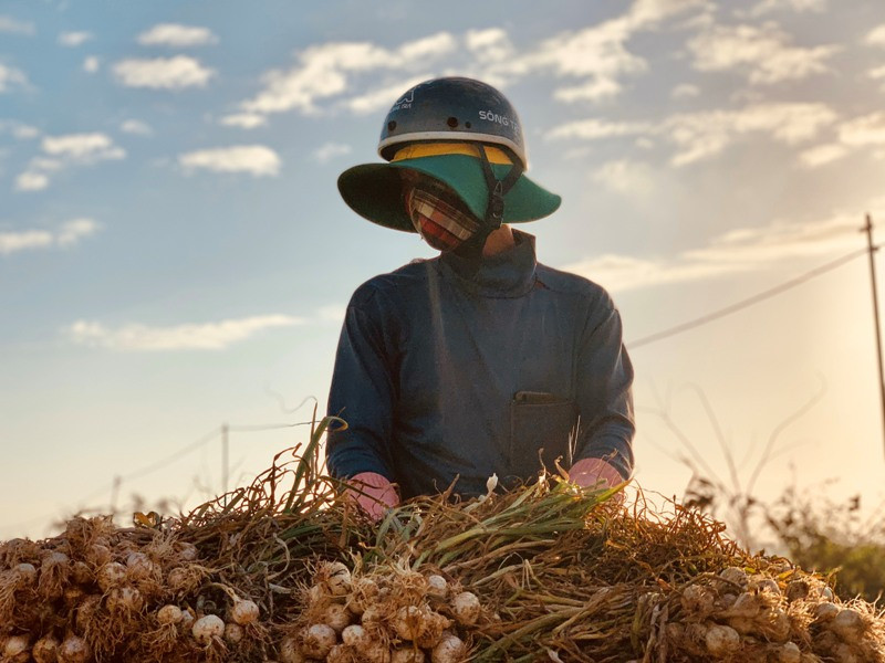 Nỗi buồn người trồng tỏi Lý Sơn - ảnh Nguyễn Ngọc 
