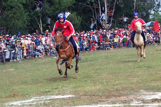 Độc đáo hội đua ngựa… thồ nơi xứ 'nẫu'
