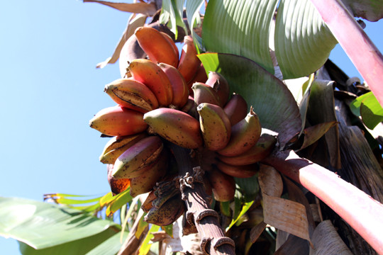 Chuối Dacca còn được gọi là chuối đỏ hỏa long hay chuối lửa - Ảnh B.N 