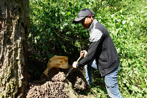 Đào mối rừng để nuôi loại gà re - một giống gà đặc sản, quý hiếm, có từ xa xưa của dân tộc Hre. 