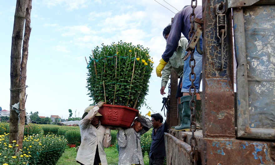 Hàng nghìn sắc thắm từ các làng hoa theo thương lái đến mọi nơi để phục vụ người dân trong dịp Tết Canh Tý 2020. ảnh Nguyễn Ngọc