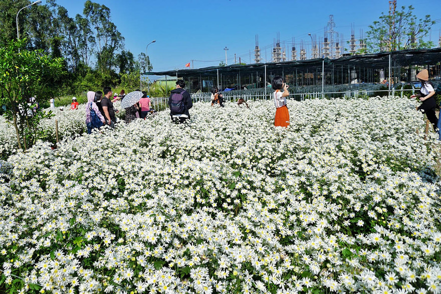 Vườn cúc họa mi đẹp mộng mơ giữa lòng thành phố Đà Nẵng - ảnh ĐT