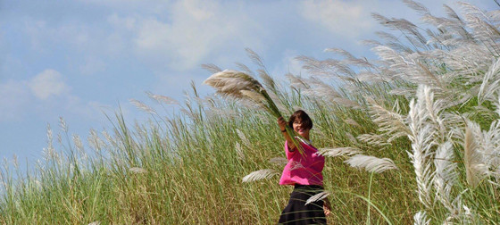  Vẻ đẹp hoang sơ mộc mạc của hoa cỏ lau làm say đắm biết bao lòng người - ảnh Ng. Ngọc 