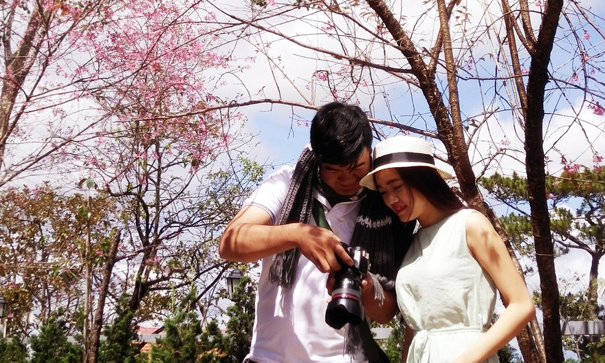 Mai anh đào xuất xứ ở đâu mà bất ngờ nở rực hồng phố núi Đà Lạt