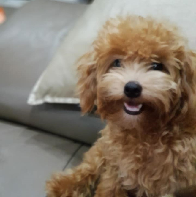 Chú chó cứu mạng cả gia đình trong vụ cháy chung cư Carina Plaza. Ảnh: NVCC 