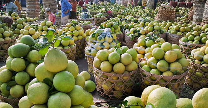 Bưởi da xanh, sầu riêng rớt giá thảm hại