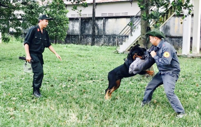 Cận cảnh huấn luyện chó nghiệp vụ