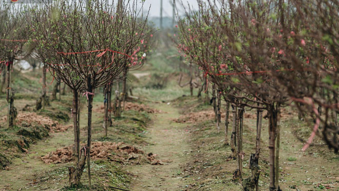 Vườn đào có giá trị của người dân tại Tỉnh Cầu, phường Đình Bảng.