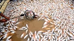 Cá chết trên sông La Ngà