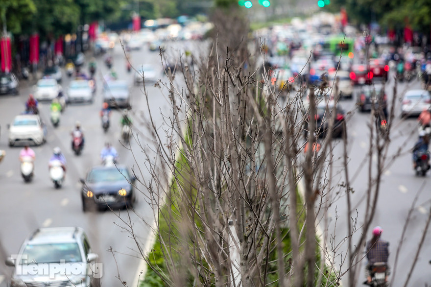 Hàng phong lá đỏ ở phố trung tâm Hà Nội giờ ra sao?
