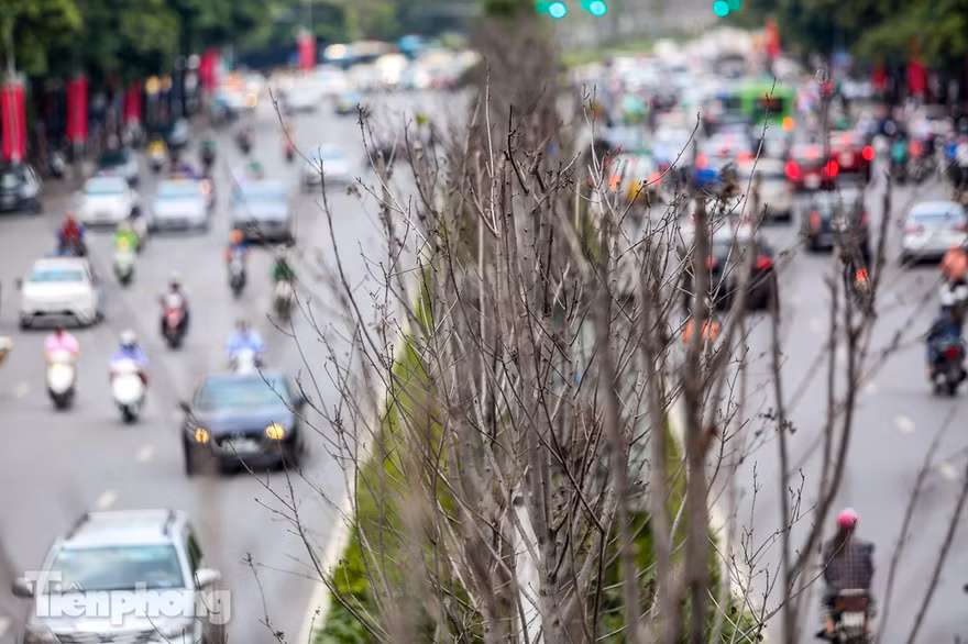 Hàng phong lá đỏ ở phố trung tâm Hà Nội giờ ra sao?