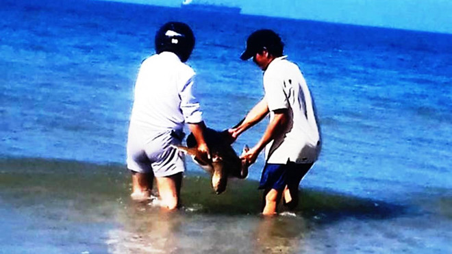 Thả rùa biển quý hiếm nặng 17kg về môi trường đại dương. Ảnh: Chi cục TS TT.Huế