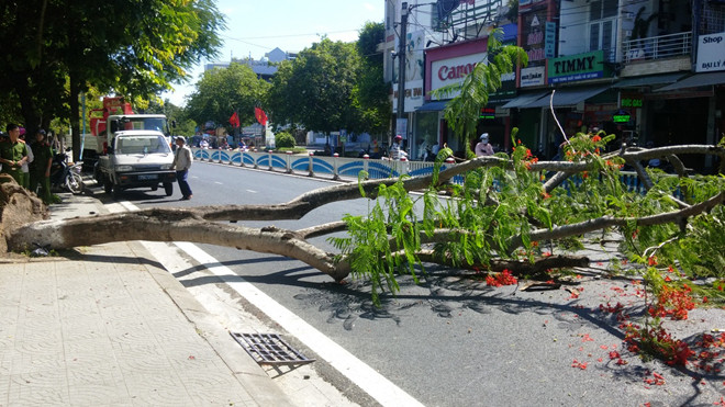 Cây phượng bật gốc, đổ chắn ngang đường.