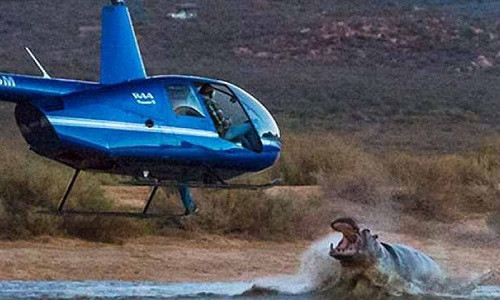 Con hà mã hung dữ tấn công trực thăng bay trên mặt nước. Ảnh: Albert Jansen van Roosendaal.