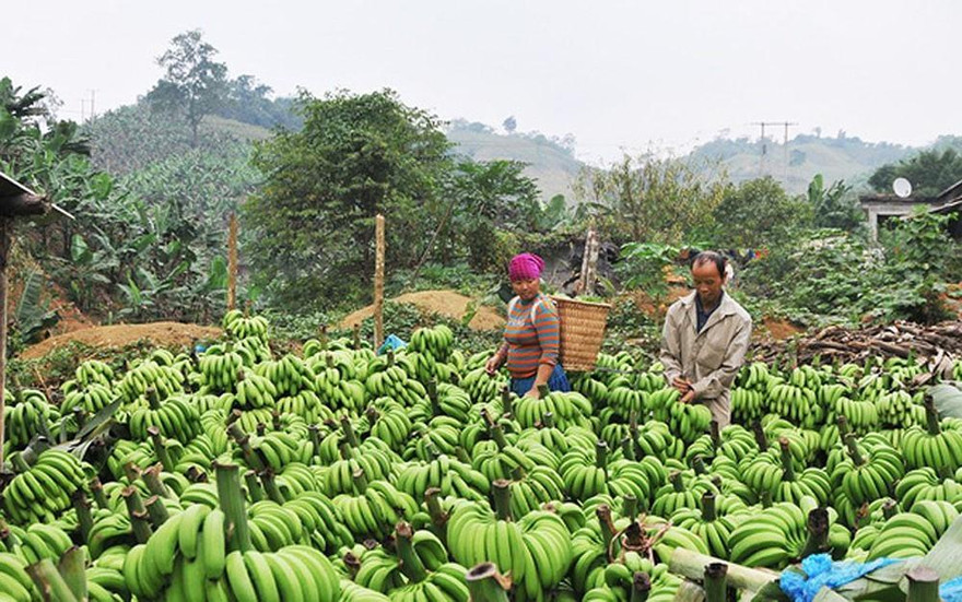 Hàng trăm tấn chuối tại Mường Khương (Lào Cai) đã phải đổ bỏ vì không thể xuất sang Trung Quốc
