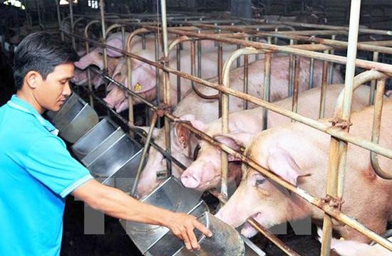 Giá thức ăn chăn nuôi tiếp tục tăng lần thứ 8, có doanh nghiệp tăng tới 9 lần