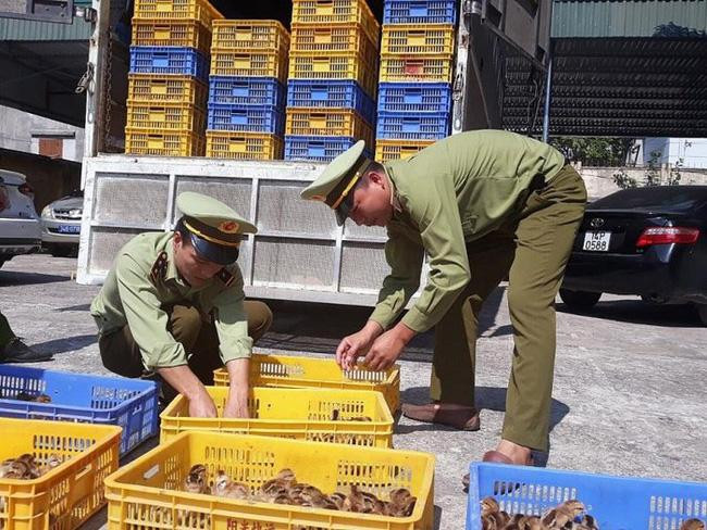 Gia cầm nhập lậu tăng mạnh, phát hiện virus cúm A/H5 có thể lây sang người 