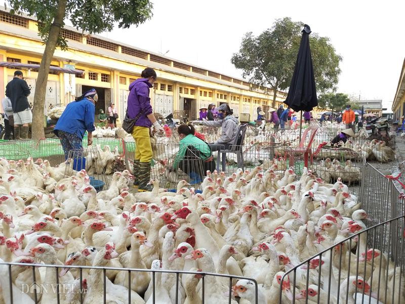 Hà Nội: Phát hiện ổ dịch cúm gia cầm A/H5N8, lại lo bùng phát tại các chợ đầu mối 