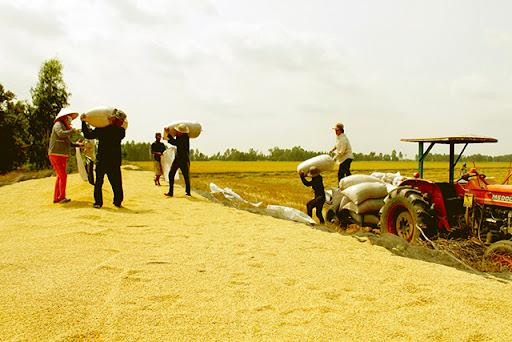 Giá lúa tăng trở lại; mời hơn 10.000 người Úc dùng thử gạo Việt Nam